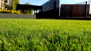 Water Your Lawn To Make It Healthy