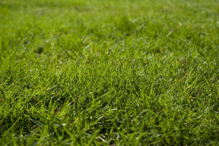 Water Your Grass For A Healthy Summer Lawn