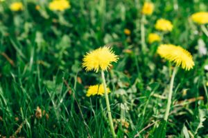 get rid of dandelions before winter