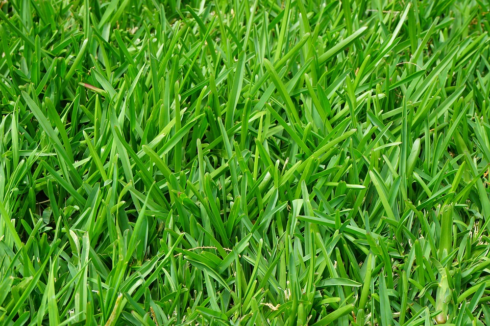 aerating your lawn in fall time in minnesota