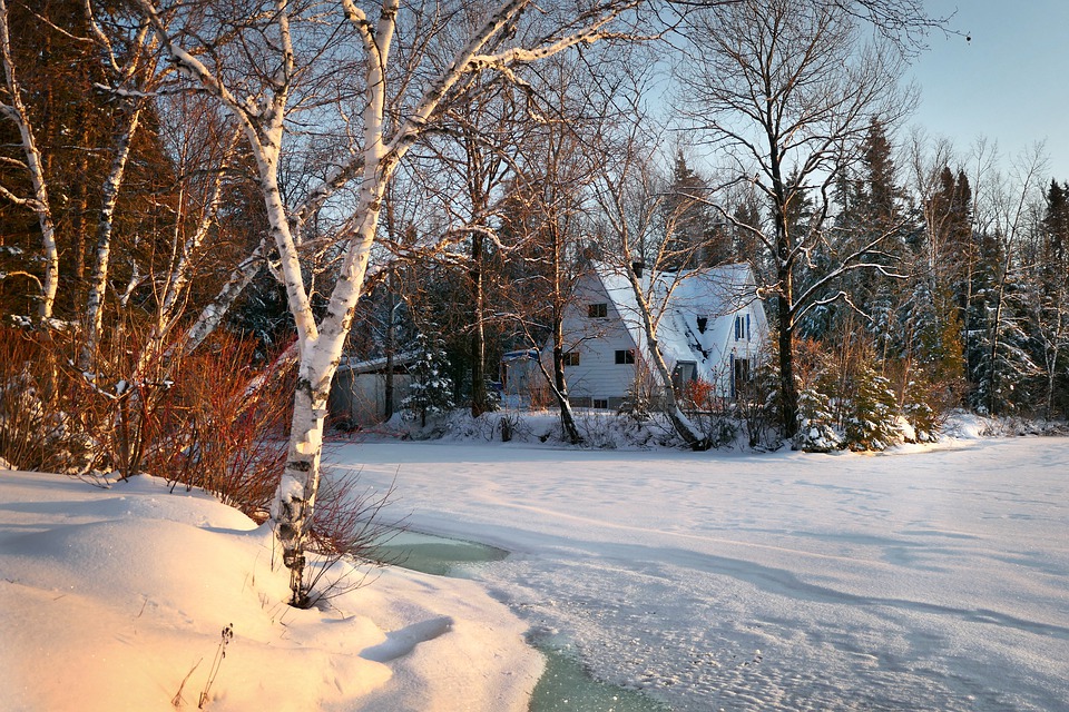 when to trim your trees and shrubs