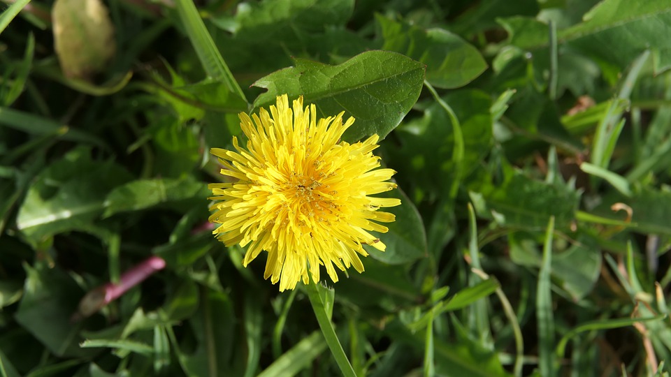 getting rid of weeds during springtime in MN